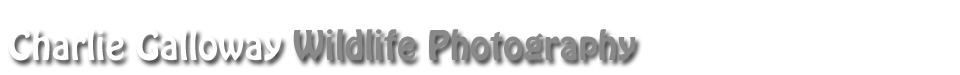 Click IT Internet - Alpha Demo Website